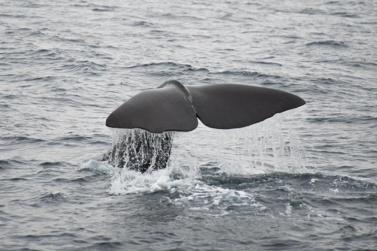 Apt 101 - Andenes Whale Safari Apartments Kültér fotó